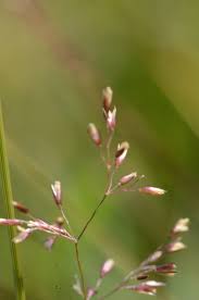 Attēlu rezultāti vaicājumam “Agrostis canina leaf”