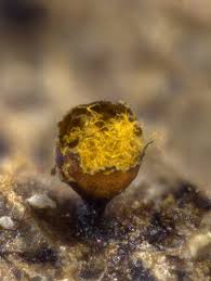 Attēlu rezultāti vaicājumam “Trichia flavicoma”