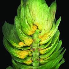 Attēlu rezultāti vaicājumam “Humulus lupulus bud”