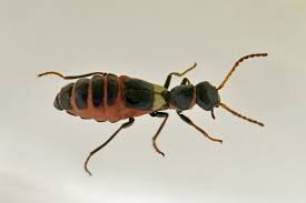 Attēlu rezultāti vaicājumam “Malachidae”