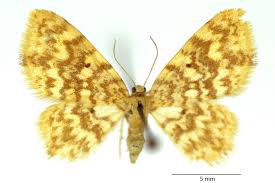 Attēlu rezultāti vaicājumam “Hydrelia flammeolaria”