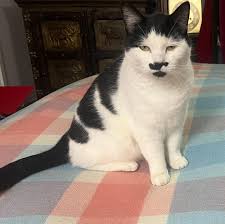 Image result for kitler