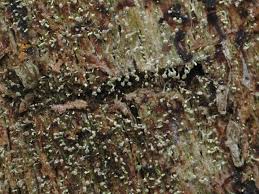 Attēlu rezultāti vaicājumam “Chaenotheca brachypoda”