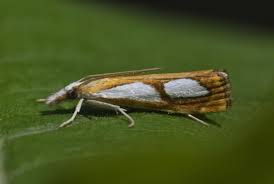 Attēlu rezultāti vaicājumam “Catoptria permutatellus”