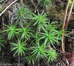 Attēlu rezultāti vaicājumam “Polytrichum juniperinum”