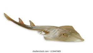 Image result for Rhynchobatus djiddensis