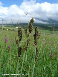Attēlu rezultāti vaicājumam “Carex hartmanii”