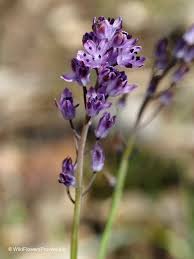 Attēlu rezultāti vaicājumam “Jamesoniella autumnalis sporophyte”