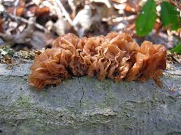 Attēlu rezultāti vaicājumam “Tremella foliacea”