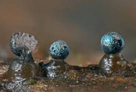 Attēlu rezultāti vaicājumam “Colloderma oculatum spores”