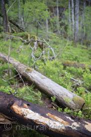 Attēlu rezultāti vaicājumam “Antrodia pulvinascens”