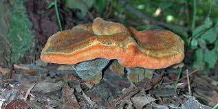 Attēlu rezultāti vaicājumam “Polyporus tubaeformis”