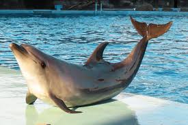 Image result for Tursiops truncatus