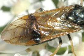 Attēlu rezultāti vaicājumam “Arge ustulata”