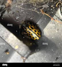 Attēlu rezultāti vaicājumam “Chrysomela vigintipunctata”