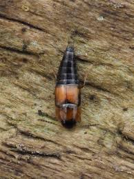 Attēlu rezultāti vaicājumam “Tachyporus sp.”