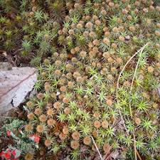 Attēlu rezultāti vaicājumam “Polytrichum strictum”