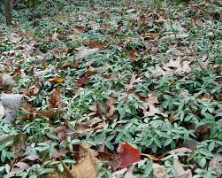Attēlu rezultāti vaicājumam “Vinca minor leaf”