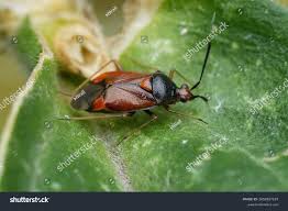 Attēlu rezultāti vaicājumam “Deraeocoris ruber”