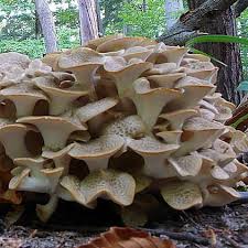 Attēlu rezultāti vaicājumam “Polyporus umbellatus”