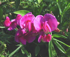 Attēlu rezultāti vaicājumam “Lathyrus pratensis fruit”