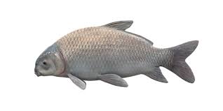 Image result for Ictiobus bubalus