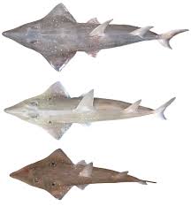 Image result for Rhynchobatus australiae