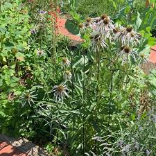 Image result for Echinacea pallida