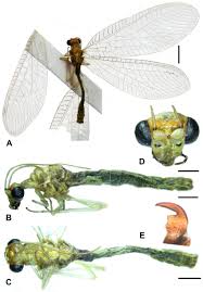 Attēlu rezultāti vaicājumam “Chrysopa”