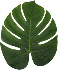 Attēlu rezultāti vaicājumam “leaf”
