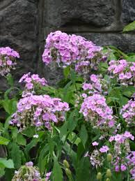 Attēlu rezultāti vaicājumam “Phlox paniculata”