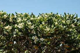 Attēlu rezultāti vaicājumam “Anthyllis maritima leaf”