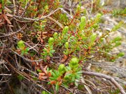 Attēlu rezultāti vaicājumam “Empetrum nigrum flower”