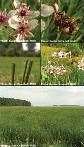 Attēlu rezultāti vaicājumam “Butomaceae”