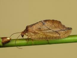 Attēlu rezultāti vaicājumam “Hemerobius perelegans”