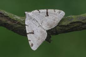 Attēlu rezultāti vaicājumam “Macaria wauaria”