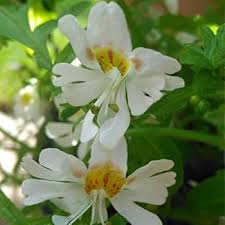 Attēlu rezultāti vaicājumam “Betula humilis male flower”
