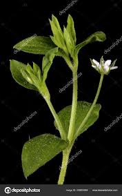 Attēlu rezultāti vaicājumam “Moehringia trinervia”