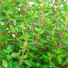 Attēlu rezultāti vaicājumam “Thymus vulgaris leaf”