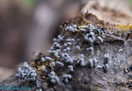 Attēlu rezultāti vaicājumam “Physarum compressum”