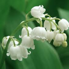 Attēlu rezultāti vaicājumam “Convallaria majalis flower”