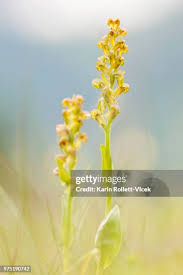 Attēlu rezultāti vaicājumam “Coeloglossum viride flower”