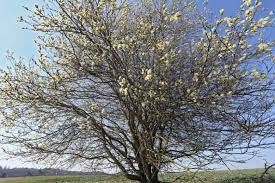 Attēlu rezultāti vaicājumam “Salix caprea”