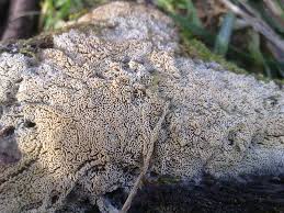 Attēlu rezultāti vaicājumam “Schizopora paradoxa”