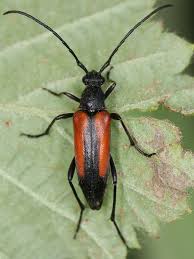 Attēlu rezultāti vaicājumam “Stenurella melanura”