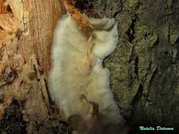 Attēlu rezultāti vaicājumam “Skeletocutis odora”