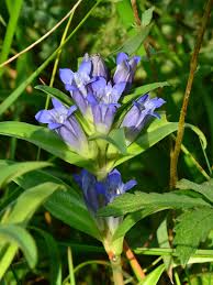 Attēlu rezultāti vaicājumam “Gentiana cruciata flower”