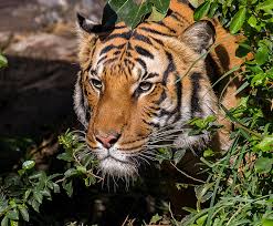 Kuvahaun tulos haulle tigers