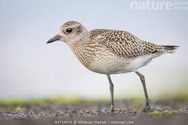 Attēlu rezultāti vaicājumam “Pluvialis squatarola”