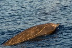 Image result for Ziphius cavirostris